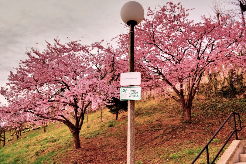 image 05 cherry blossom